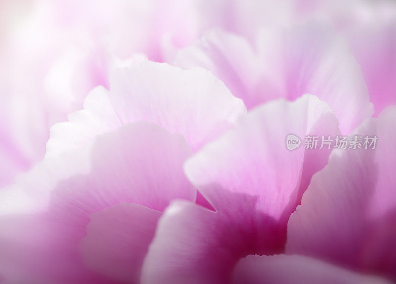 粉白色牡丹/花背景